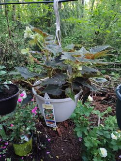 Hanging pot of Tuberous Begonia
