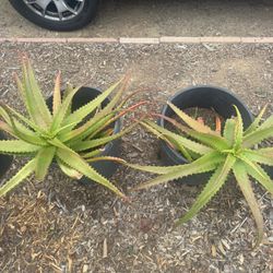 Aloe Cameronii