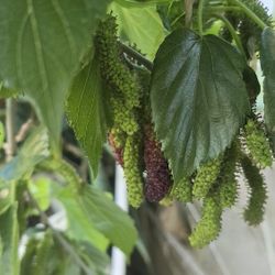 Organic Mulberries Fresh Off My Tree