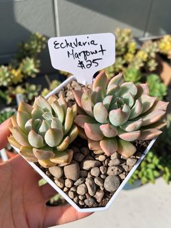 Imported Korean Succulents (Echeveria Margaret Variegated) - $25