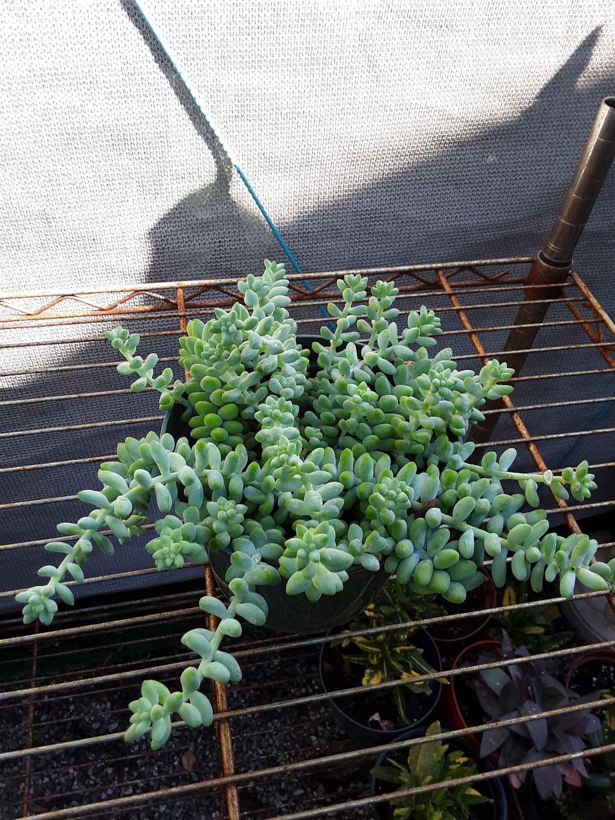 Donkey tail plants 6 inches pot