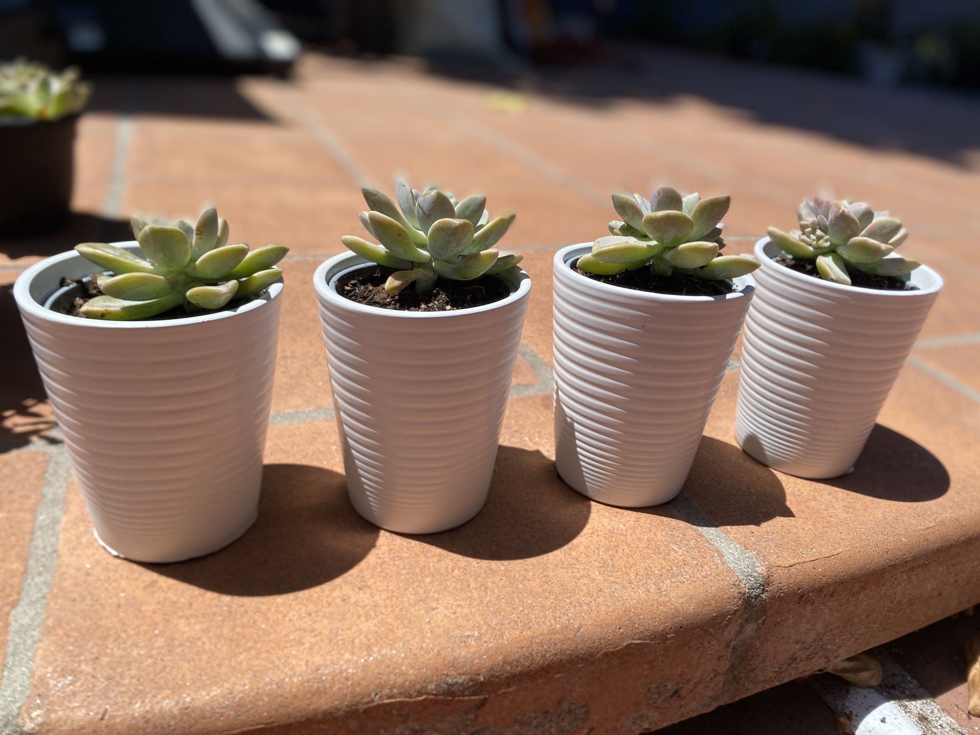 Potted Succulents