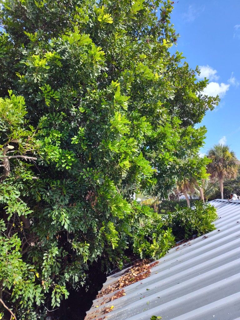 Tree Trim