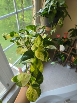 Manjula pothos