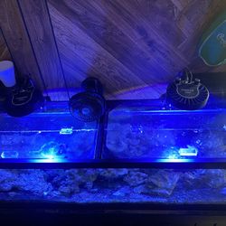 Kessil Reef Lights