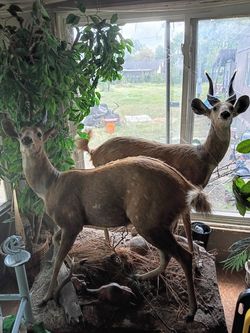 full-body  antelope mounts