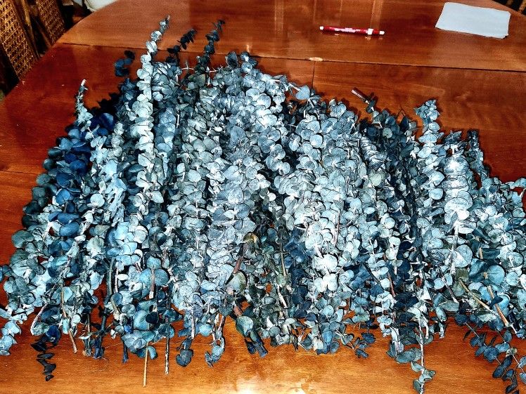 Dried Eucalyptus