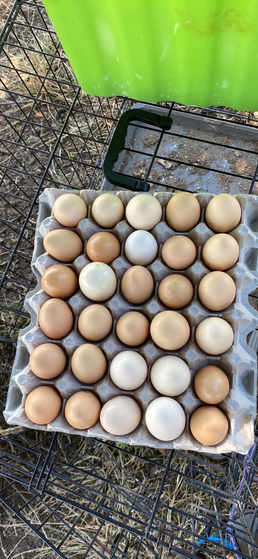 Organic Eggs
