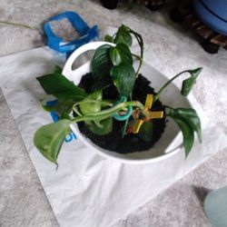 Planted Pothos