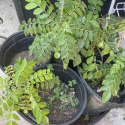 Curry Leaf Plants 