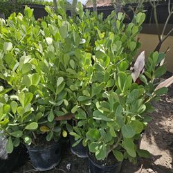 huge clusias Instant privacy Hedge for fence full green 