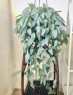 Lush Trailing Rare Cebu Blue Pothos Money plant/ indoor plant/ house plant/ flower patio garden