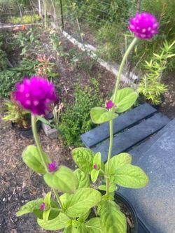 Globe Amaranth / Gomphrena / Purple