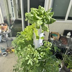 Garden Plants- Tomatoes 🍅 BYOP