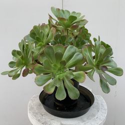 Evergreen Aeonium Arboretum Plant 