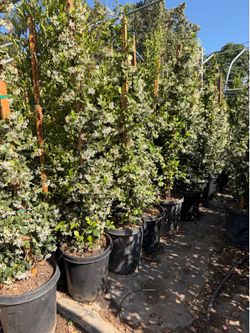 Star Jasmin 15 gal 6 feet tall