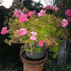 Plant With Pink Flowers In A Pot $30
