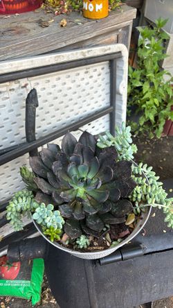 Black prince Plant