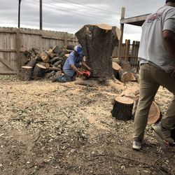Tree Trimming & Cutting 