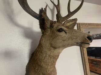 Wall mounted deer head