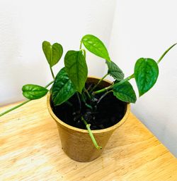 Cebu Pothos in 3.5 inch pot