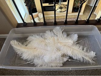 Soft ostrich feathers, 40 pieces