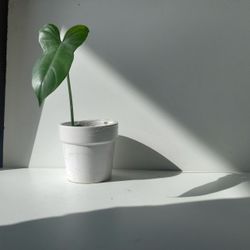 Rare Aroid Philodendron Golden Dragon Plant/ Indoor Plant/ House Plant Flower Patio Garden 