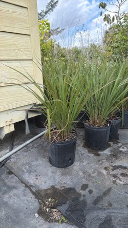 Fakahatchee Grass 
