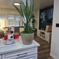 Mother In Love In 10 Inch Pot 4 Feet Tall 