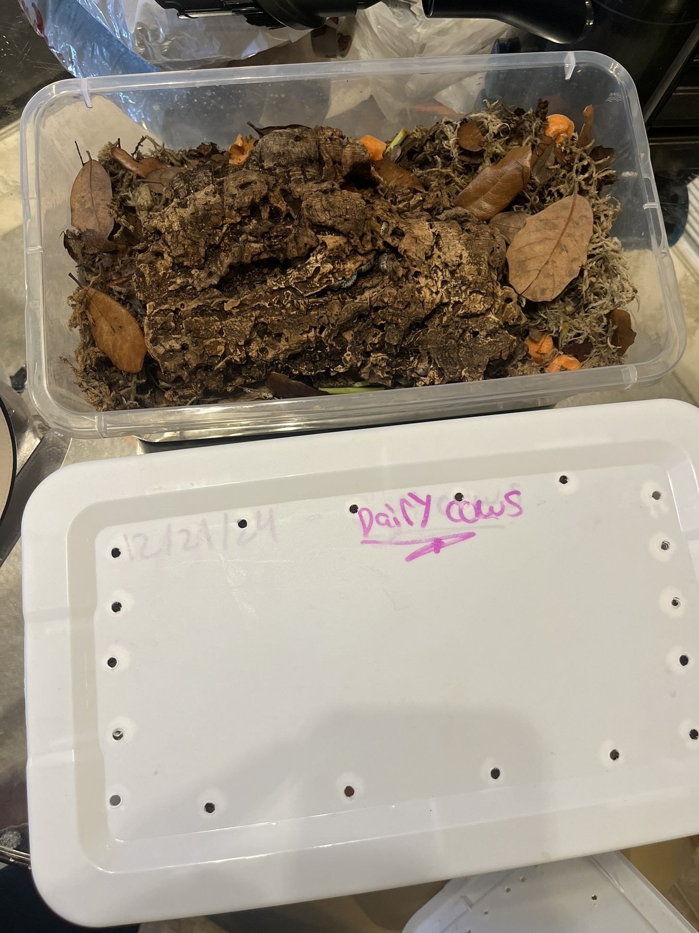 Supplies For Reptiles/ Bioactive 
