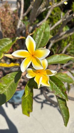 Huge 30+ Year Old Plumeria In Decorative Pot - Only $75!!