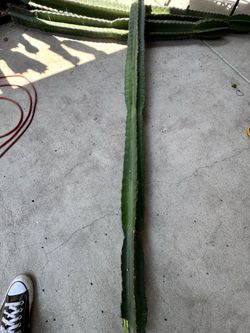 Cactus 🌵 4 sale different sizes