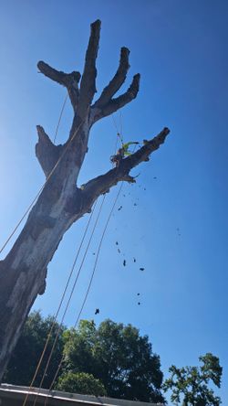 Tree remover