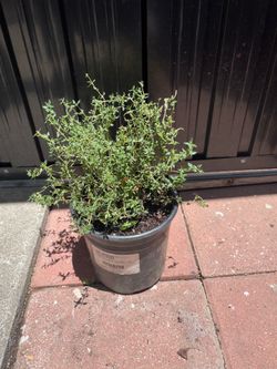 Tomillo (thyme)