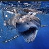 Shark Bite