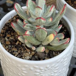 Cotyledon Long Leaf Variegated