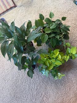 7 plants bundle