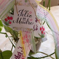 Mother's Day  Alive Indoor Plants 