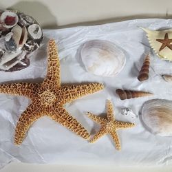 REAL Starfish, Seashell, Crab Decor