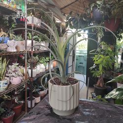 Indoor Plants