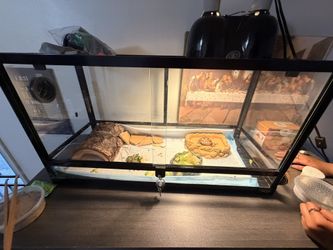 Selling Sulcata Tortoise Tank Included