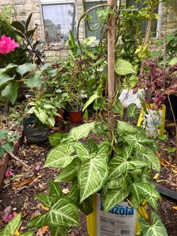 Arrowhead plant it’s air purifier plant