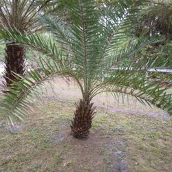 Phoenix Silvestris Date Palms-U-DIG-Bunnell, FL $300 EACH