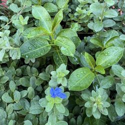 $5 FLOWERS 💐 Most In Nice Pot 