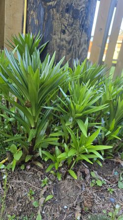 Asiatic lilies Outdoor Plant