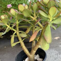 Jade Plant