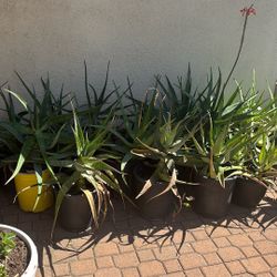 Olivera Plants