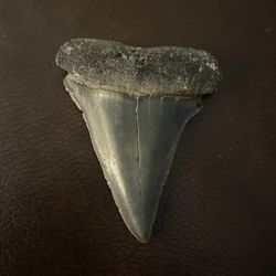 Shark Fossil