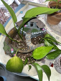 Pothos Plant in Fairy Garden Flower Pot