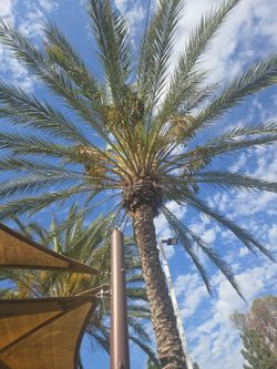FREE: 3 Mature Canary Island Palms